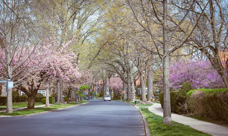 Tree-lined residential street in spring in Queens